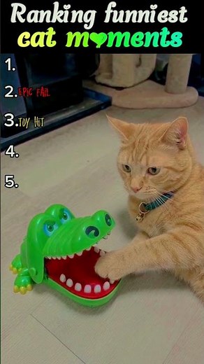 Ranking funny cat moments #cuteanimals #funny #petsunited #funnyvideo #cat #animals #lovelypets