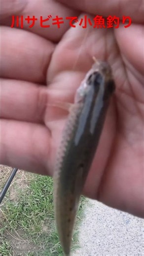 超簡単！！初心者でも釣れる！川で小物用サビキで小魚釣りしてみたら小魚が簡単に釣れました。#shorts #fishing#小魚釣り #サビキ#エサ釣り
