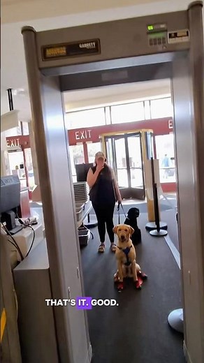 Service Dog Security Oopsie 😬🙈