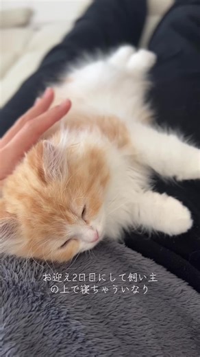 #ラガマフィン #子猫 #猫のいる生活