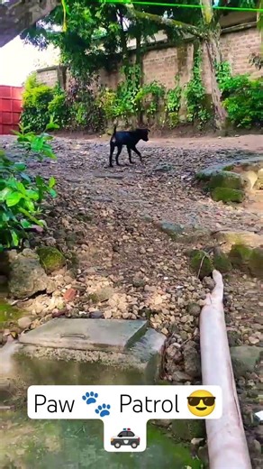 Most Badest Cop🚓 Pup 🐕Out Here 🤣😎🚓🐾#funnydogs #shorts #cute