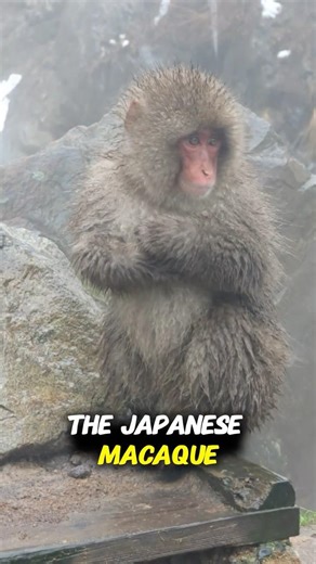 Japanese Macaque 🐒 The Snow Monkey That Loves Hot Springs!