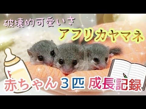 アフリカヤマネ赤ちゃん誕生！三つ子の破壊的可愛いさに飼い主ノックアウト寸前www Baby African Dormouse was born