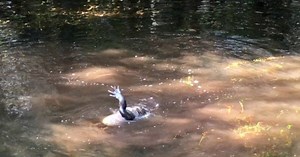 WATCH: Python attacks alligator at Big Cypress