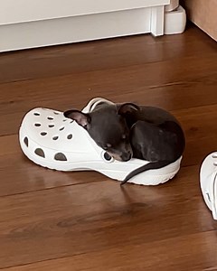 7.8M views · 8.9K reactions | This tiny dog proved there's no point buying pets comfy beds, Crocs will do...  | Lessons Learned In Life | Facebook