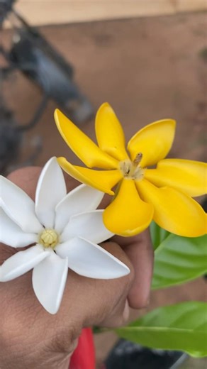 Beutifull flower 🌷 #youtubeshorts #flowers #nature