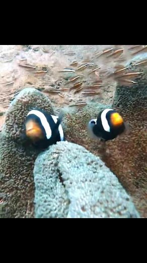 These clown fish are commonly found in and around our home town in Amed. You too can find nemo.. #fathomfreedivebali #nemo #bluewater #ocean