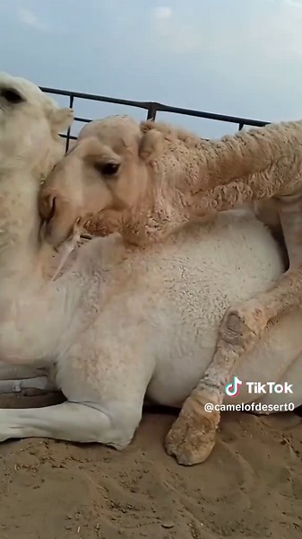 Camel meeting #camel #CamelLove #meeting #CamelSquad #DesertCamel #DesertCamel #femalecamel #tiktokcamel #ShipOfTheDesert