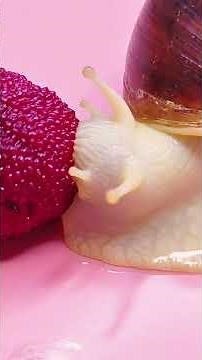 Giant African Snail: The Coolest Pet You’ve Never Heard Of?