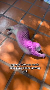 2.1M views · 10K reactions | How to change your cat’s color from default to pink. #leet #britishshorthair #presidentleet #pinkcat #adoptme #fyp | President Leet | Facebook