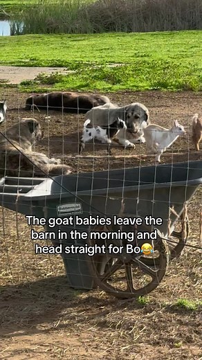 Adorable Anatolian Shepherd Dog Protecting Baby Goats on the Farm