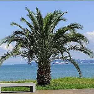 CHUXAY GARDEN 25 Seeds Phoenix Roebelenii,Dwarf Date Palm,Pygmy Date Palm,Miniature Date Palm,Robellini Palm Exotic Tropical Ornamental Tree Great for Seaside Planting