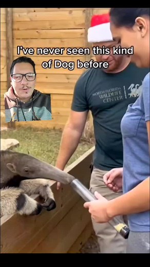 Discovering the Fascinating World of the Giant Anteater