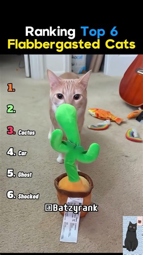 Ranking Top 6 Flabbergasted Cats Moments(2.scared cat)