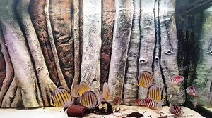 10K views · 736 reactions | Wild Discus and Red Tiger Severum Amazone Biotop owned by Lê Dũng <3 Tank Size 800 L. Amazing Background and most important Crystal Clear Water. Enjoy. For a much better Quality watch it on my well known youtube channel here: https://www.youtube.com/watch?v=L5p159fE-sE | Volkers Discus Paradise Berlin | Facebook