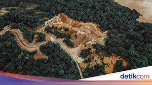 Parah, Pembabatan Hutan Indonesia Meningkat Tajam Tahun 2023