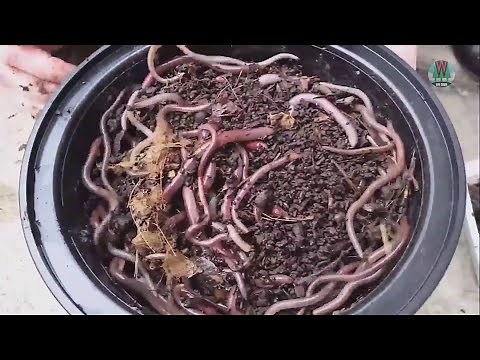 Invasive 'Jumping Worms' spread in Illinois and Missouri