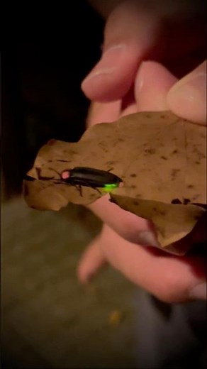 ホタル｜生物発光