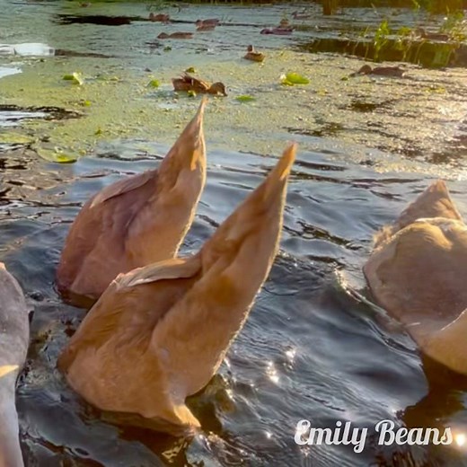 Synchronised swimming シンクロナイズドスイミング #コブハクチョウ #シンクロ #muteswan #cygnets #synchronise