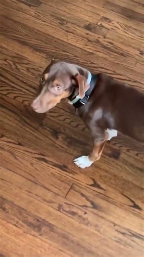 Phryne Vacuum Chaos — Drama From a Very Concerned Pup