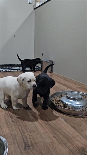 Who's ready to turn into a human popsicle in the winter storm of 2026? 🥶❄️☃️ Stay tuned for pictures and videos cuz as you already know, labs are total snow fanatics. 🌟❄️☃️📸🎉 | Southern Indiana Holiday Kennels, LLC.