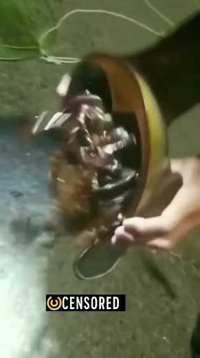 Mantis Shrimp Interaction: Exploring Unique Marine Creatures