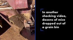 Mouse plague in Australia rages on