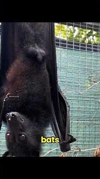 This Bat Actually Drinks Blood
