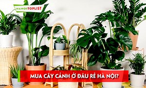 Mua cây cảnh ở đâu rẻ Hà Nội? Top 10  địa chỉ uy tín và chất lượng