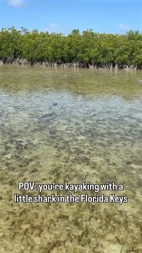 Sugarloaf Key is an amazing area to paddle with some of the tiny shark species in the Florida Keys! 🦈 This area acts as a nursery for sharks and we’re lucky to see them nearly every day! • • #clearkayak #floridakeys #keywest #wildlifeencounters #keyslife #sharks | Get Up And Go Kayaking