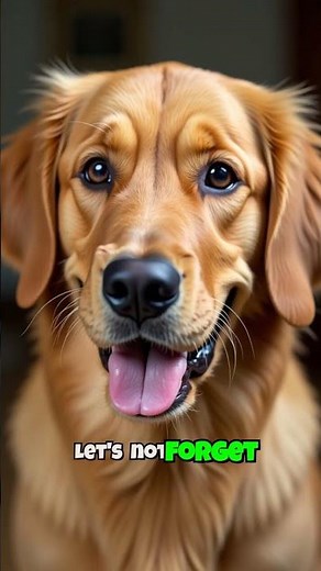 Decode Your Dog's Body Language: What Are They Really Saying?