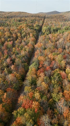 Come catch peak fall colors! 🎥 10/2/25 #fall #autumn #colors #michigan #peak | The Porcupine Mountains