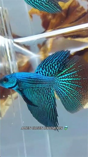 Alien Green Half Moon 🐟