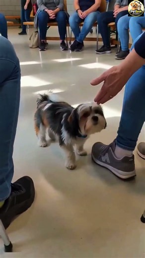 When The Dog Chooses His Human! 🥺❤️