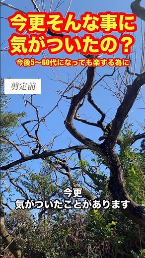 Pruning gradually brings the trees closer to their ideal shape so that farming will be easier eve...