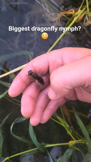 What those huge dragonflies look like before they get pretty 🤣 #dragonfly #fyp #viral #foryoupage