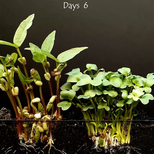 24K views · 34 reactions | Interesting time lapse compilation | Chocolates Lovers | Facebook