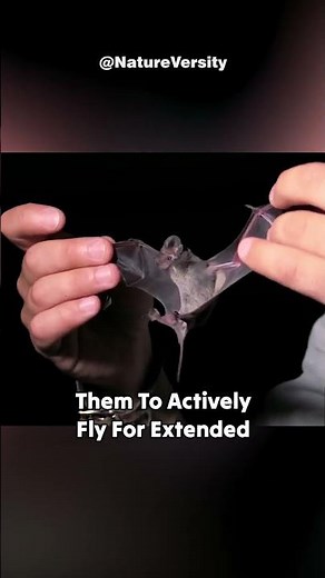 How Do Bats Fly?