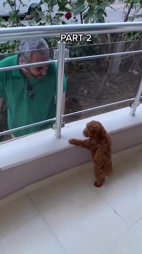 She loves her daddy 🐶😍 Follow @thepoodlelegend Credits @zorbekyamer - - - - - #poodle #poodlesoftiktok #poodles #toypoodlesoftiktok #toypoodles #poodle🐩❤️ #love_poodle