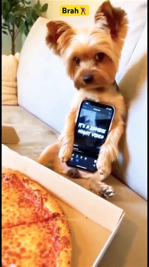 The Chorus Hit… Mom Yelled ‘ZOMBIES!’ — Lil Dog SNAPPED 💀🐶🧟‍♂️ #zombie #pets #dog