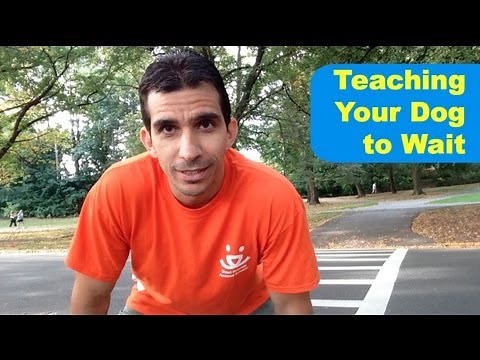 How to Teach Your Dog Wait