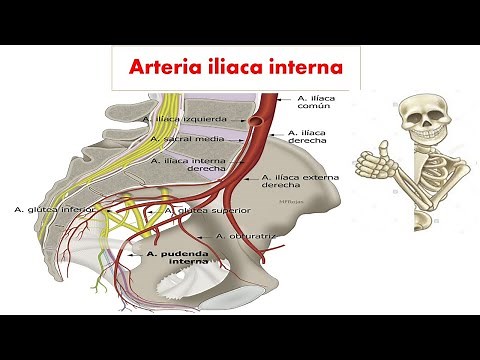 Arteria iliaca interna- irrigación de la pelvis : parte 1