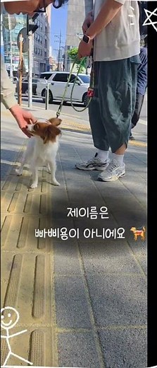 "에너지 폭발 ! 9개월 아기 빠삐용" #강아지브이로그 #빠삐용 #비숑프리제 #bichonfrise #파피용 #puppy #dogvlog #papillol #shorts