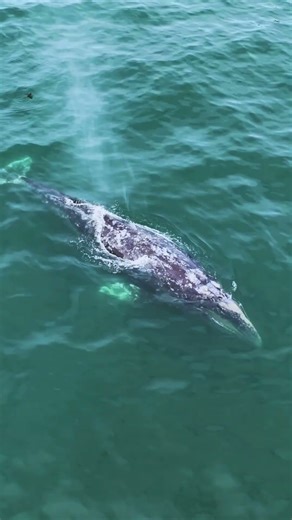 Blue Whales Are Louder Than Jet Engines?! 🐋🔊 | Ocean Fact #shorts