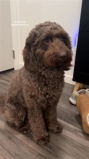 L O U I S🐾 | AUSTRALIAN LABRADOODLE on Instagram: "Another grooming video!! Let us know what grooming tips and videos you might want to see🤎 #dogsofinstagram #dogs #labradoodle #dogmom #doggrooming"