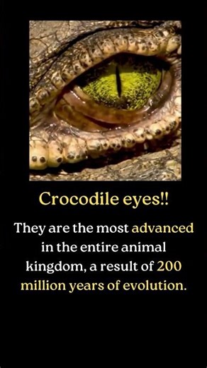 Crocodile Eyes — Nature’s Night-Vision Hunters of Land & Water!!
