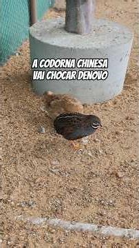 Chinese quail hatching in the aviary 🐤 #chinesequail #aviary #breedandpreserve