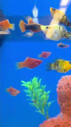 Hooked on Livebearers: The Ultimate Guide to Stunning Fish Pools in Your Aquarium!