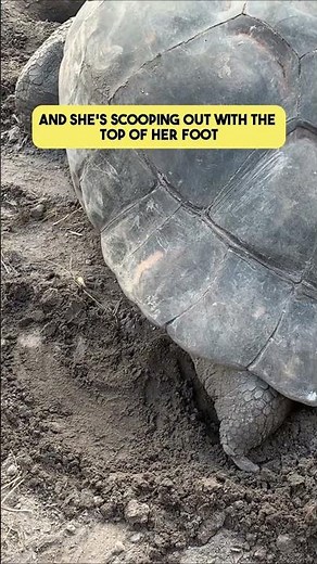 How Female Tortoises Dig a Hole to Lay Their Eggs