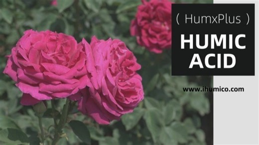 What is the Best Fertilizer for Roses? When and How to Fertilize Roses? A Comprehensive Guide to Nutrients and Care